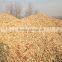 Corn Cob particles ForThe Edible Mushrooms