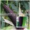 Strong growth and anti virus disease black sweet waxy maize corn Black F1