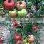 Chinese Hybrid Heat Resistant Pink Red Tomato Seeds for Sale