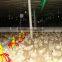 Height Adjustable Automatic Auger Broiler Pan Feeding System