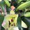 Real lily flower fresh cut bulk flower for export