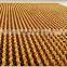 Greenhouse Evaporative High Quality Wet Pad