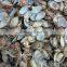 seafood frozen canned baby clam