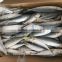 frozen pacific mackerel 5-6pcs/kg