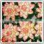 2017 new type Artificial lotus flower real touch decorative artificial lotus flower for sale