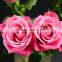 Export Fresh Cut Rose Flower Best Selling Fresh Rose Banquets For Wedding Decoration