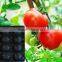 High Quality SGS Certificate PP Apple Tray