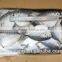 Double bulks Whole Round Moon fish ( Mene Macuiata ) with size 150 -200g