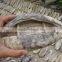 Dried Sea Cucumber ( black teat fish )