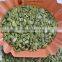 Japanese Shine Skin Pumpkin Seeds kernels
