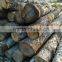 Brich logs