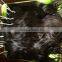 Three head Machine made wefting Hair
