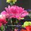 Fresh Cut Flower Buyer Purple Carnation Flower Arrangement From Kunming Superbly Carnation Flowers