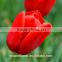 Chinese factory cheap wholesale red-lip fresh cut tulips flower for Tulip Festival