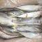 20cm+ Frozen Carapau/Horse Mackerel