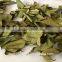 Kaffir lime leaf