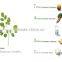 Best Selling GMP Certified Natural Moringa Powder Benefit