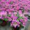 shaped and colors plants Bougainvillea spectabilis, paperflowers, young plants