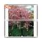 Artificial Indoor Or Outdoor Cherry Blossom Tree Fake Wedding Wishing Blossom Tree Plastic Flower Trees And Plants For Sale