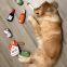 HMBUR Bag Pet Toys