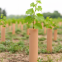 Tree Guard of UV Treated PP Plastic Correx Sapling Tree Guard/Tree Set/Tree Shelters Sheet
