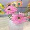 Pink Color Fresh Cut Gerbera Flower China Flower Exporter