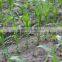 Manual compact corn maize beans peanut cotton seeder with  trade assurrance