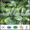 outdoor artificial palm trees plastic garden hedges for sale