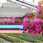 200w new product jiangsu red blue color full spectrum plant light