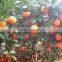 Market Cheap Price of Navel Orange Fruit