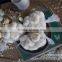 Jinxiang garlic for sale