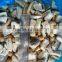 top quality china mushroom with good price