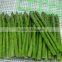 Top quality Frozen green asparagus for 1 kg packed per carton