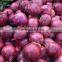 World Best Selling Wholesale of Red Onion Importers