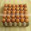 High quality automatic Paper Egg tray making machine