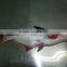 FRESH PANGASIUS FISH OF ALO SEAFOOD Co.,