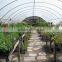 Small single span film covering flower greenhouse