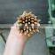 high quality bamboo potato tower bamboo sticks