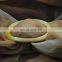 Tasteful Simple Thickened Golden Shell Pig Nose Silk Scarf Buckle