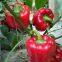 Hybrid Sweet Pepper Seeds Red Pepper Vegetable Seeds No.14