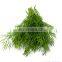 Chinese Frozen Dill Healthy Food Vegetable and Delicious Food