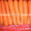 2020 High Quality Fresh Vegetable Fresh Carrot