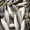 china round scad frozen round scad small eye horse mackerel fish