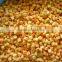 Aprciot iqf dice / frozen apricot half with good price