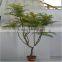 artificial plant Cedrela tree