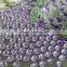 extremly shine low defect good quality ss20 tanzantite color dmc hot fix stone