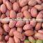 Dry Roasted Peanut Peeler Machine India Peanut Red Skin Peeling Machine For Roasted Peanut