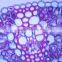Microscope Plant Slides , Leaf Flower Prepared Slides, HOT SALE Prepared Slides