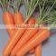Good quality and beautiful carrot exporting overseas