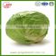 Chinese hot sale fresh cabbage with high quality